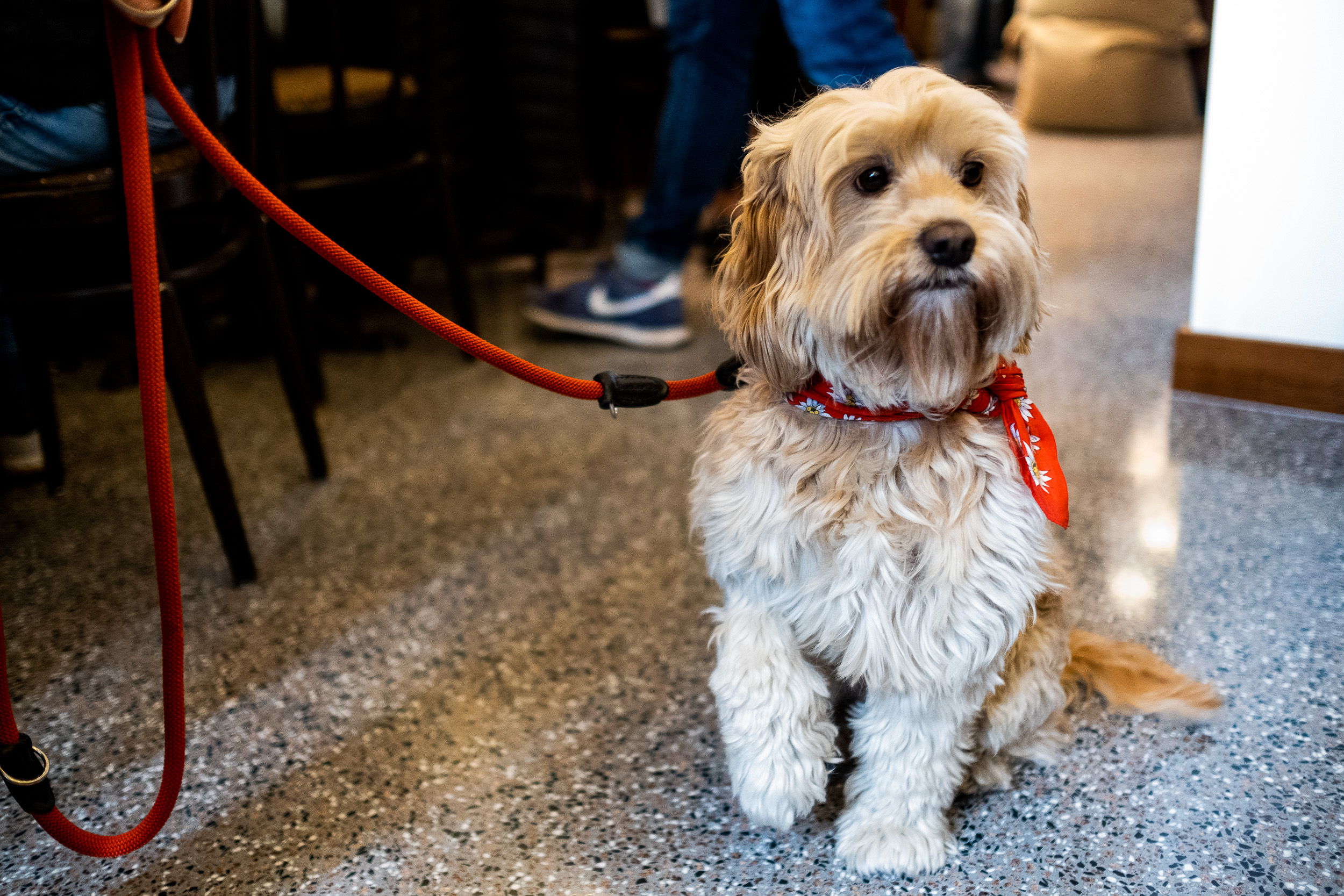 Hund im Kaffee Wacker in Frankfurt - Stammhaus bei einer Fotoreportage
