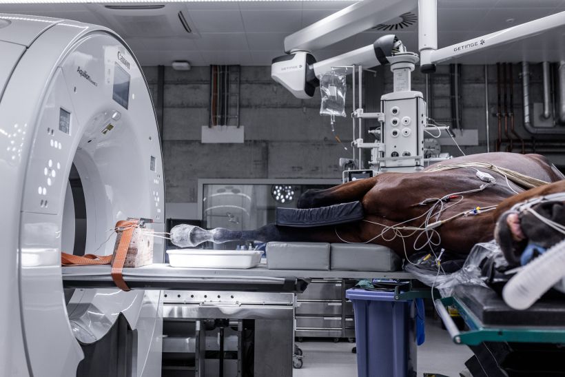 CT Guided Surgery - Untersuchung eines Pferdes am CT mit Operation in der Universität beim Fotoshooting