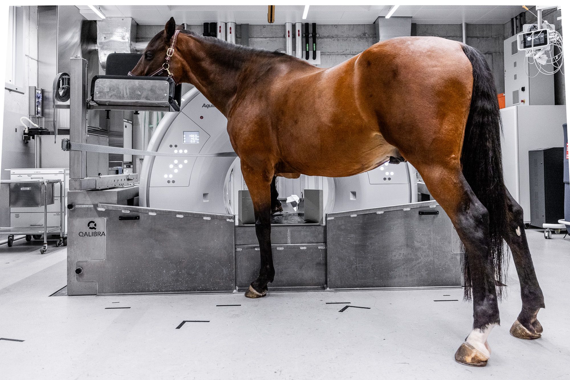 Stehendes Pferd während CT-Scan im klinischen Einsatz mit Qalibra CT